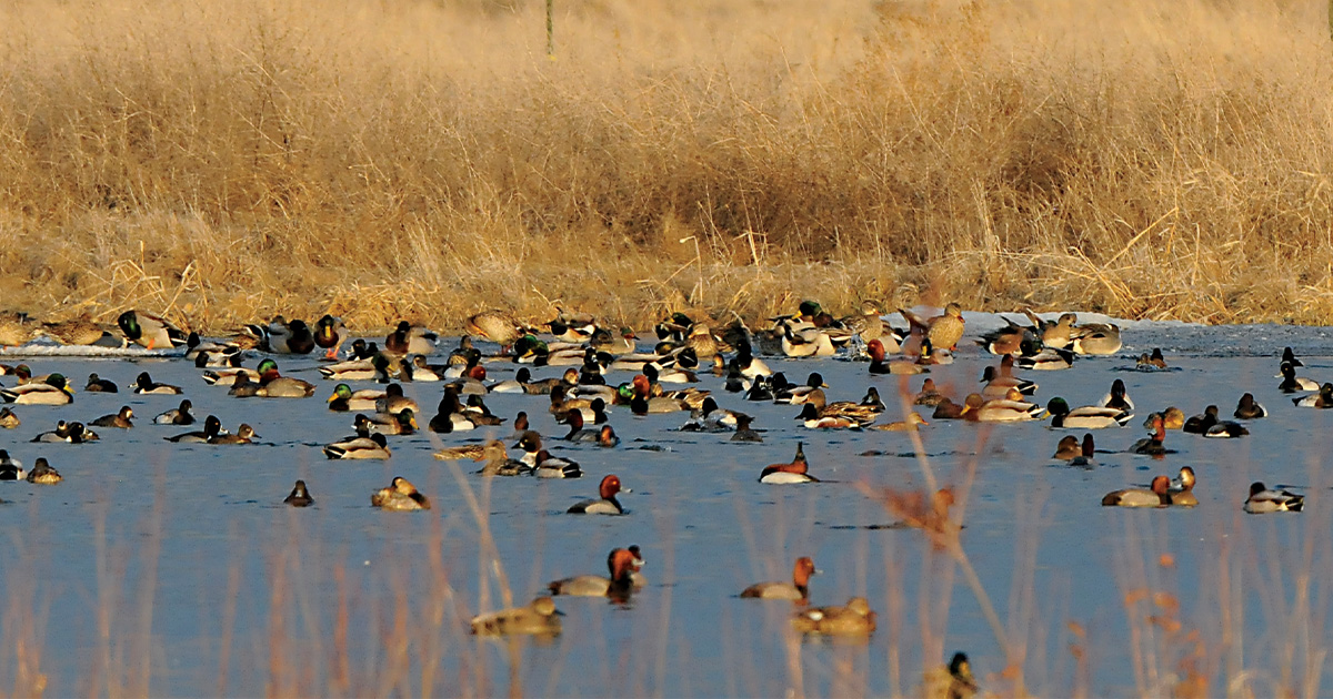 Congress Approves Critical Funding for Wetlands and Waterfowl Conservation
